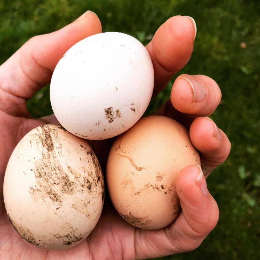 B&B Puur Drenthe Elp Eksteriør billede